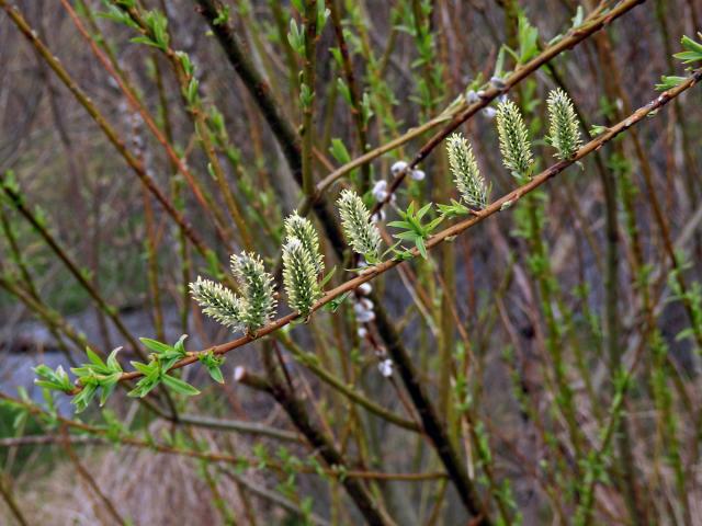 Vrba nachová (Salix purpurea L.)