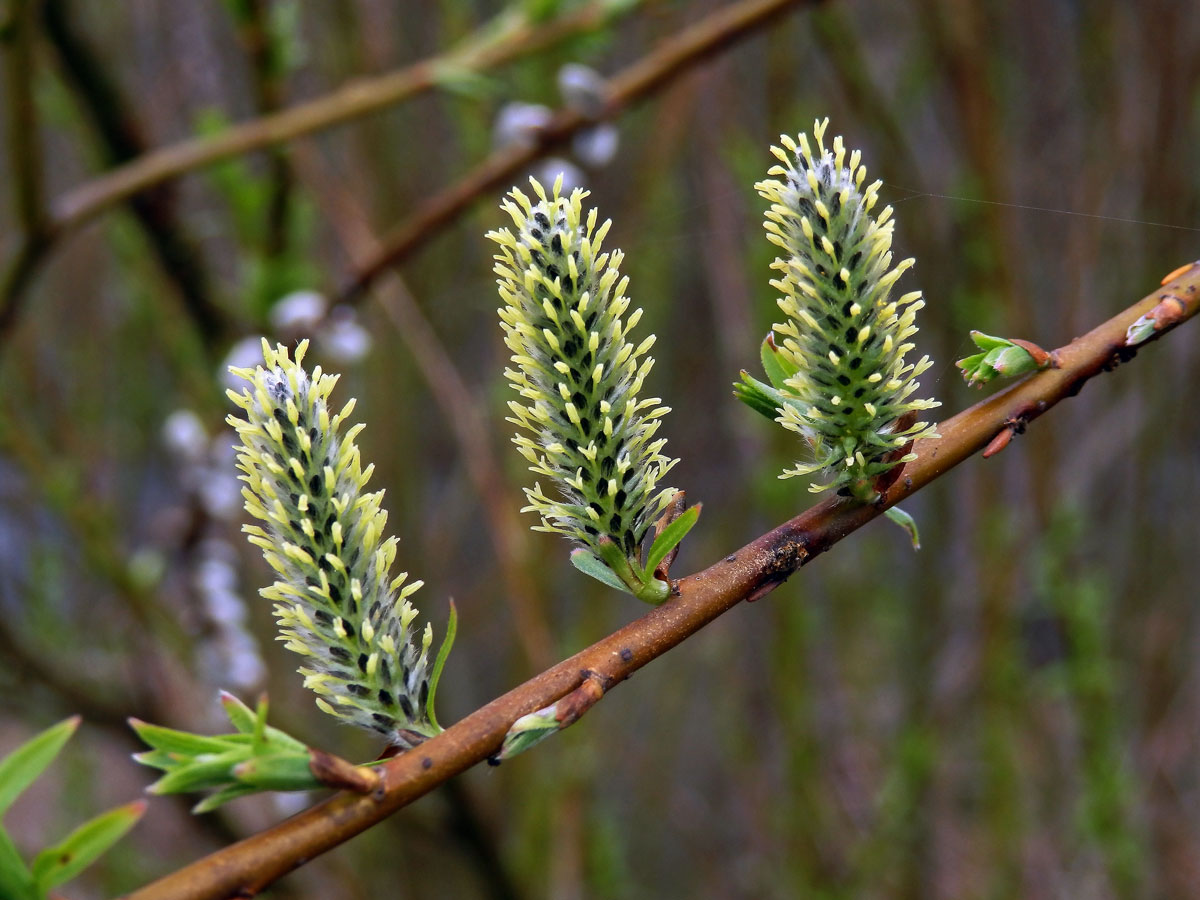 Vrba nachová (Salix purpurea L.)