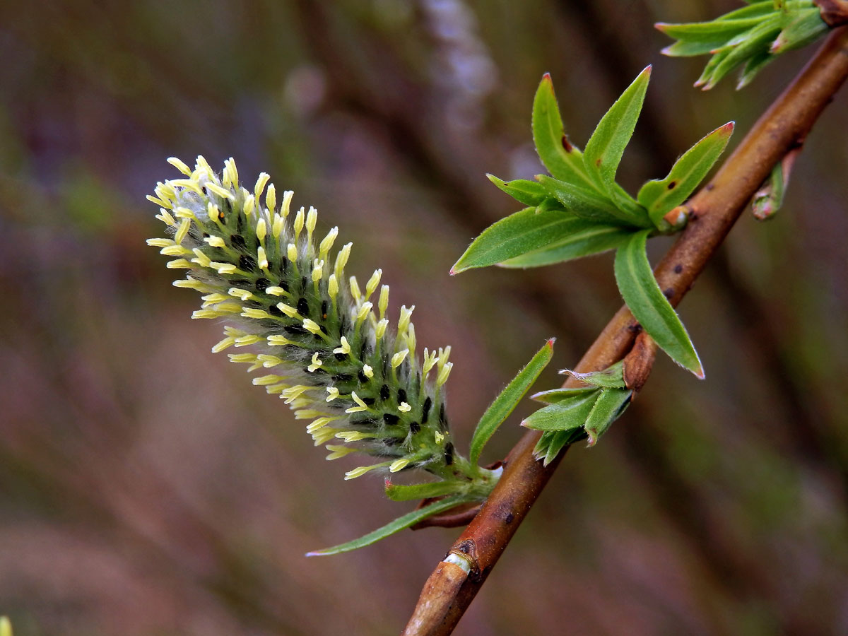 Vrba nachová (Salix purpurea L.)