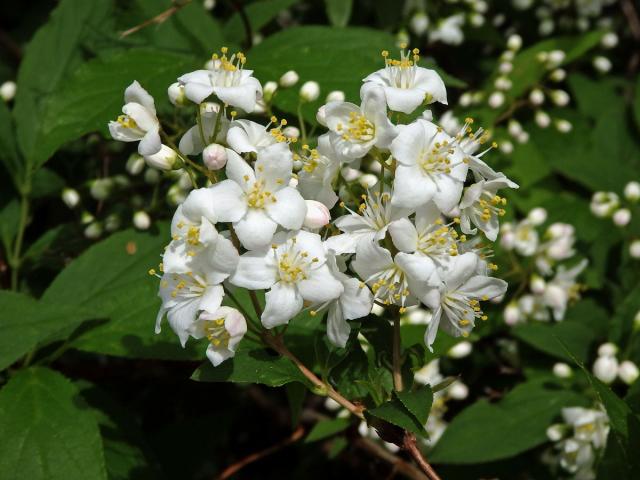 Trojpuk štíhlý (Deutzia gracilis Siebold & Zucc.)