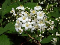 Trojpuk štíhlý (Deutzia gracilis Siebold & Zucc.)    