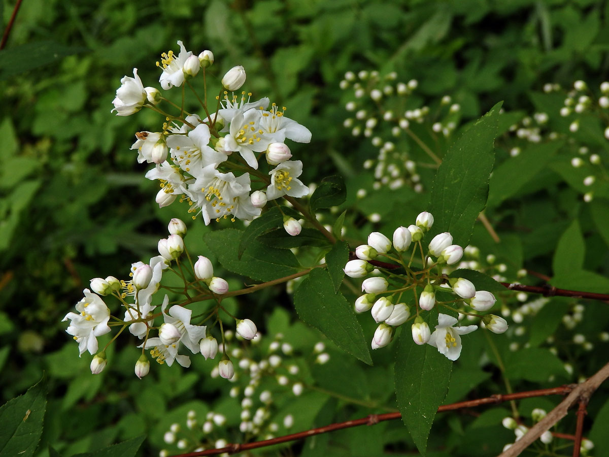 Trojpuk štíhlý (Deutzia gracilis Siebold & Zucc.)