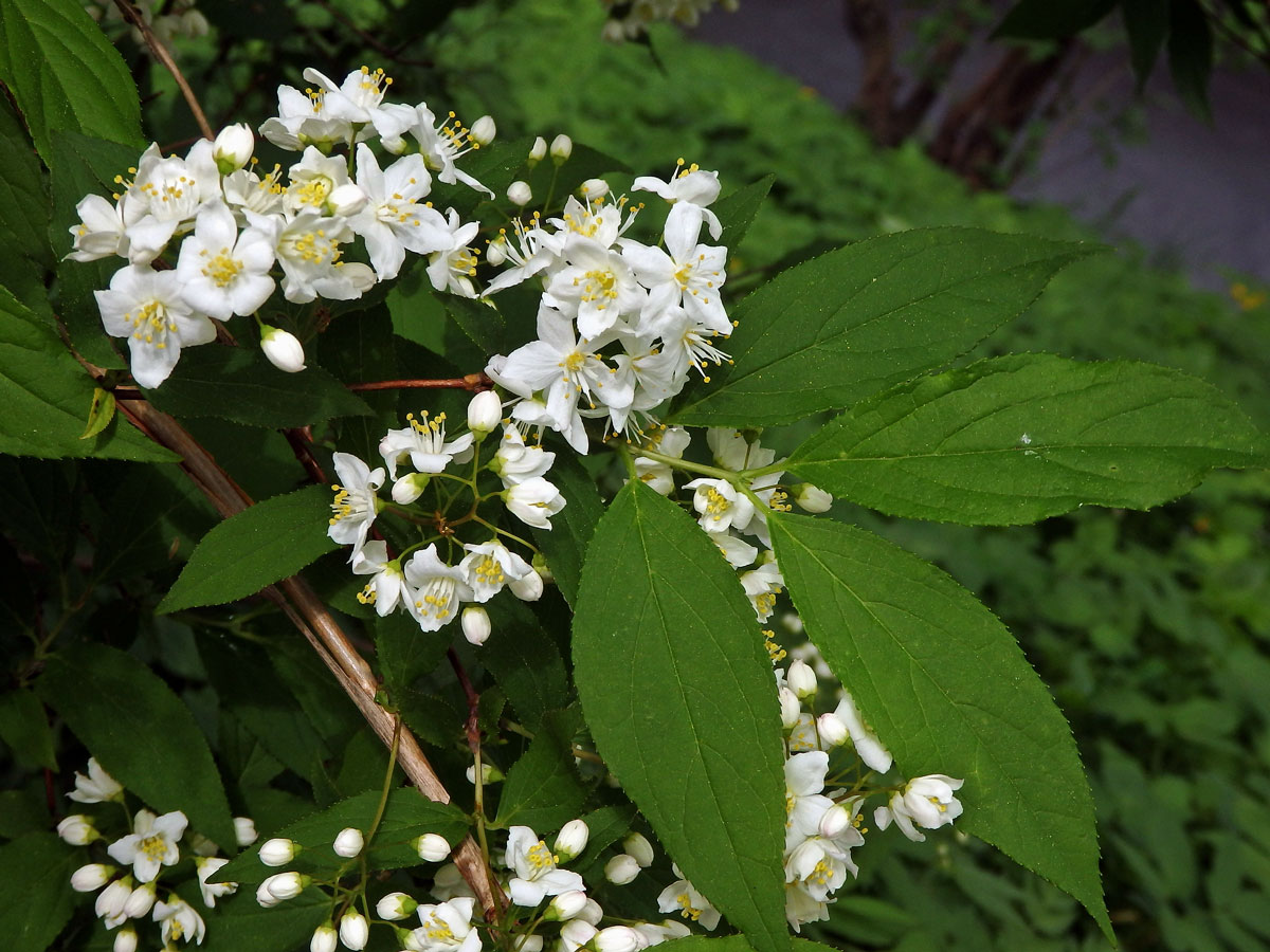 Trojpuk štíhlý (Deutzia gracilis Siebold & Zucc.)