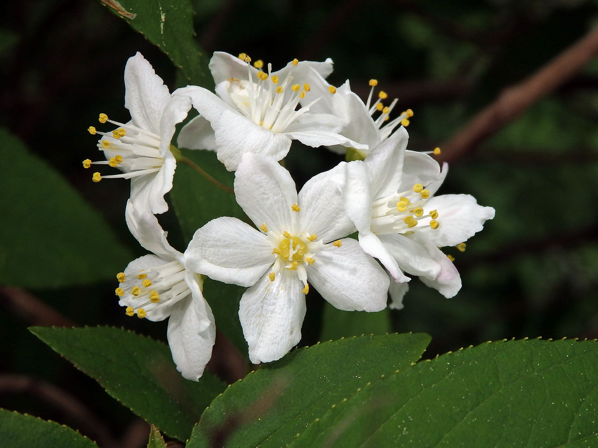 Trojpuk štíhlý (Deutzia gracilis Siebold & Zucc.)