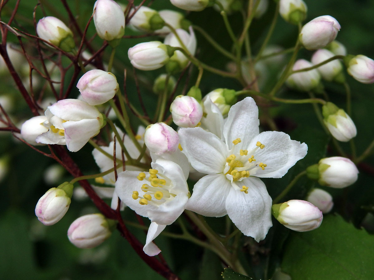 Trojpuk štíhlý (Deutzia gracilis Siebold & Zucc.)