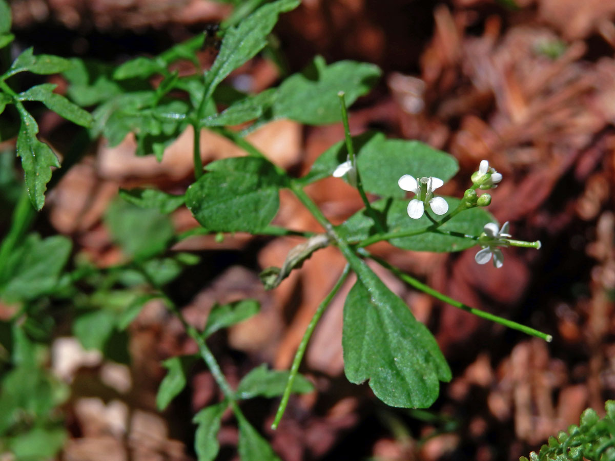 Řeřišnice křivolaká (Cardamine flexuosa With.)