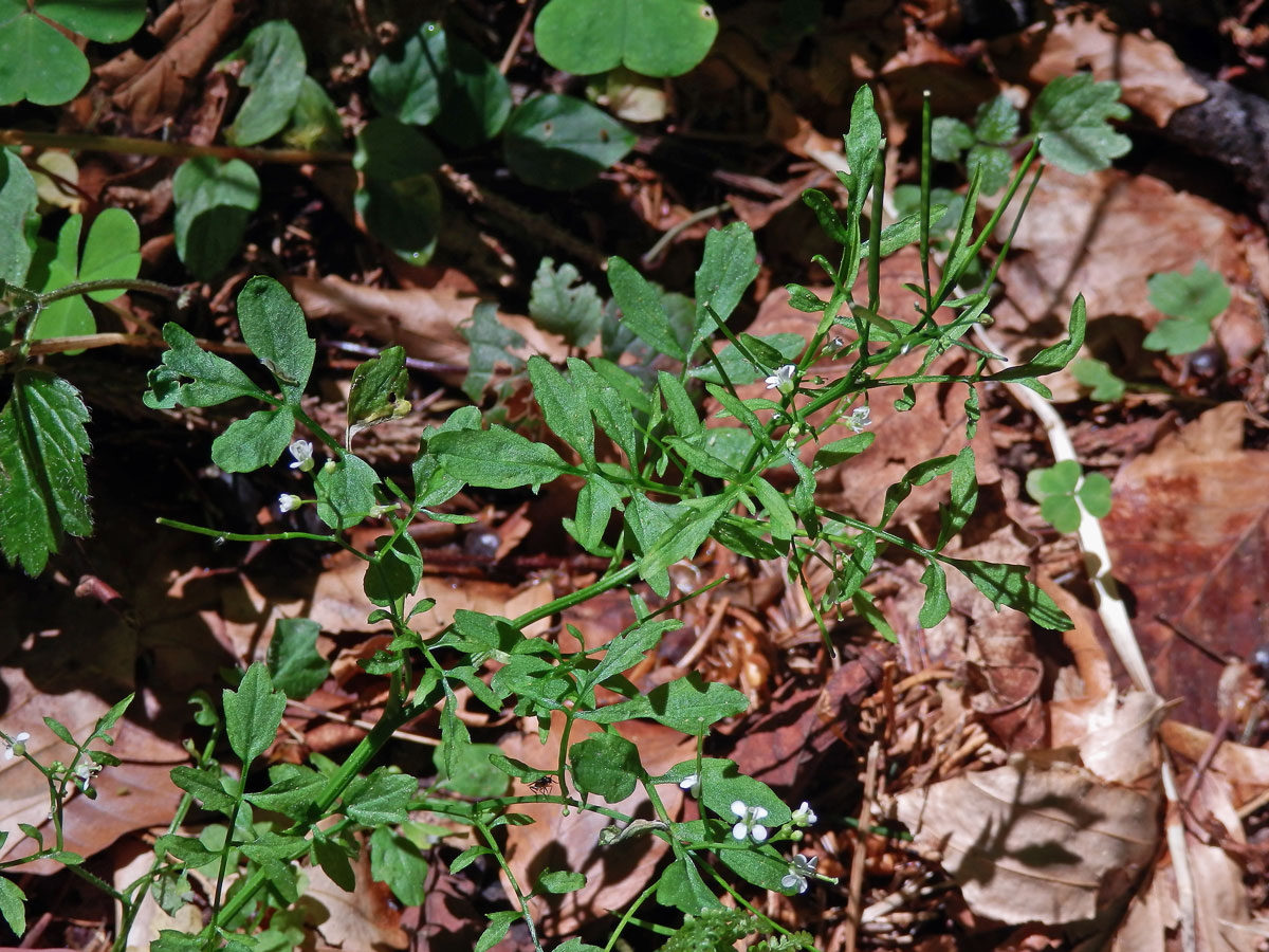 Řeřišnice křivolaká (Cardamine flexuosa With.)