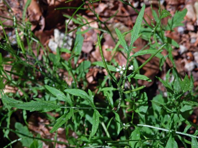 Řeřišnice křivolaká (Cardamine flexuosa With.)