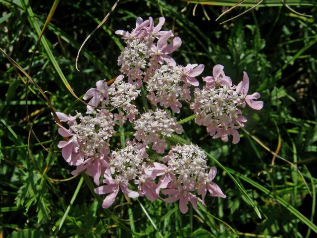 Bolševník (Heracleum austriacum L.)