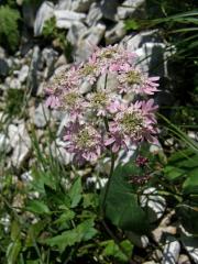 Bolševník (Heracleum austriacum L.)