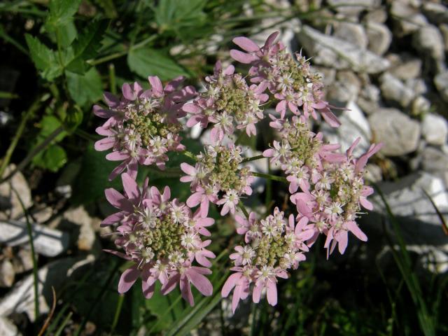 Bolševník (Heracleum austriacum L.)