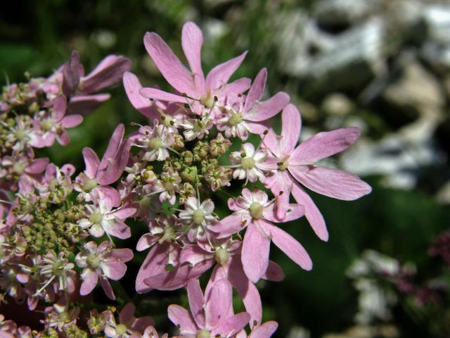 Bolševník (Heracleum austriacum L.)