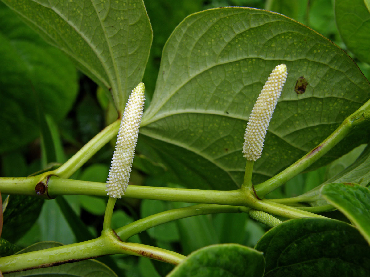 Piper methysticum