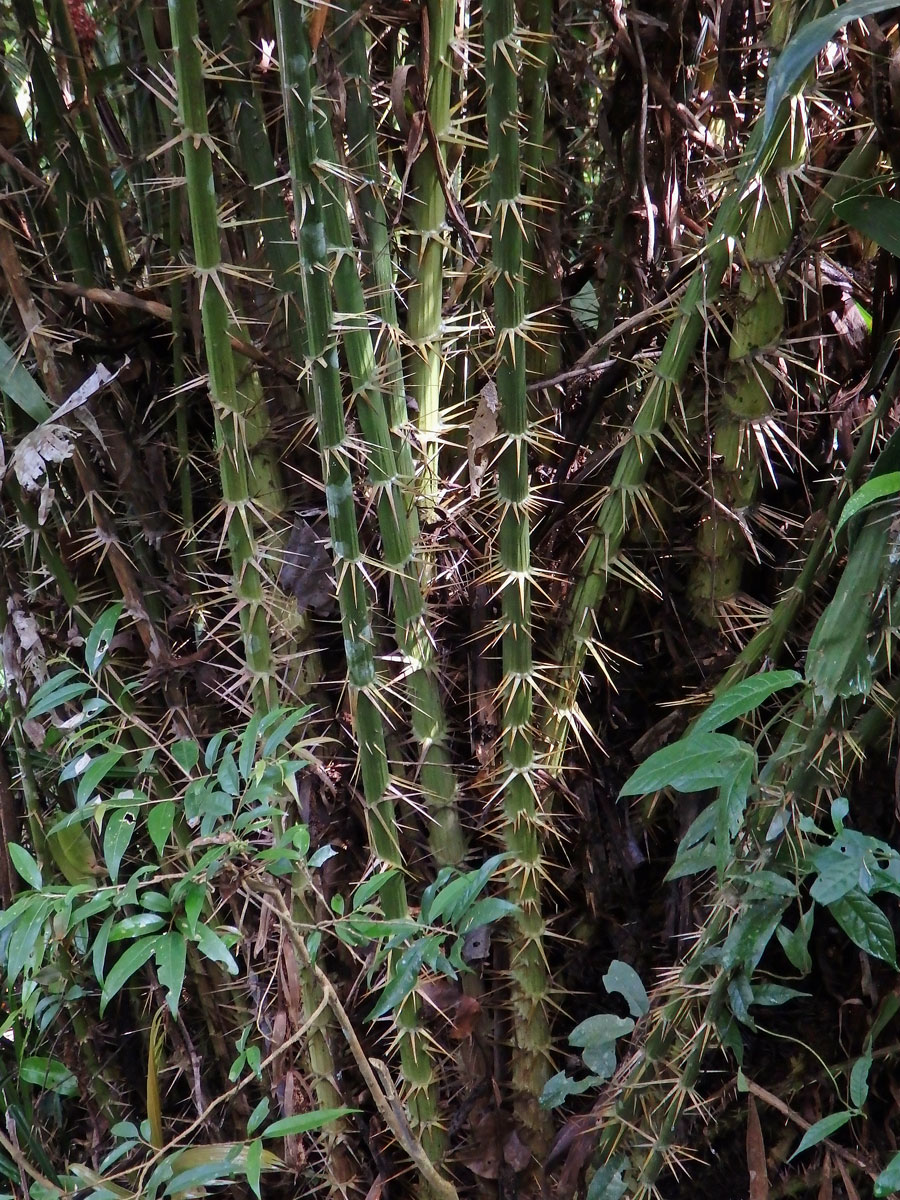 Rotan rákosový (Calamus rotang L.)