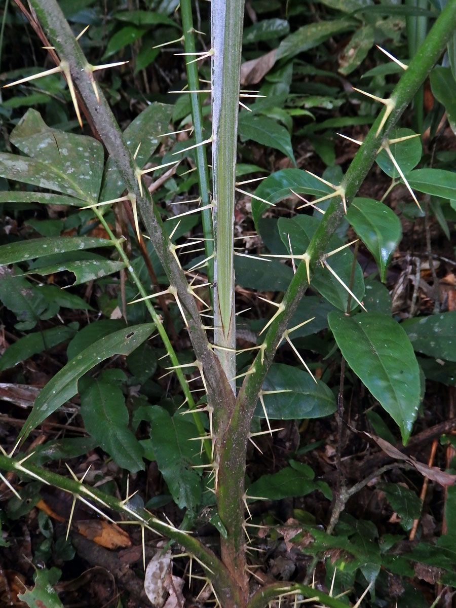 Rotan rákosový (Calamus rotang L.)