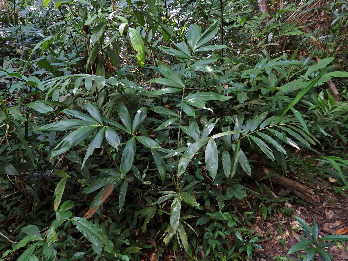 Rotan rákosový (Calamus rotang L.)