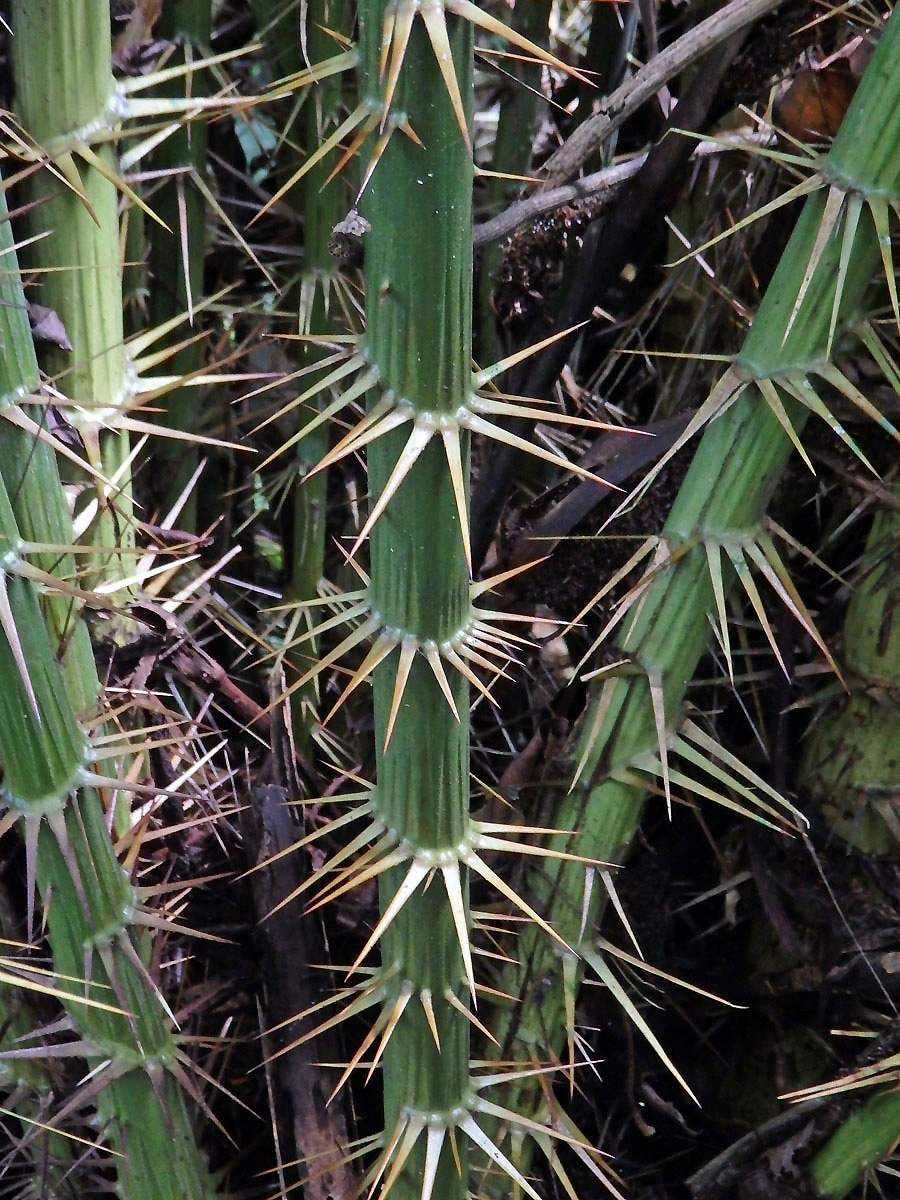 Rotan rákosový (Calamus rotang L.)