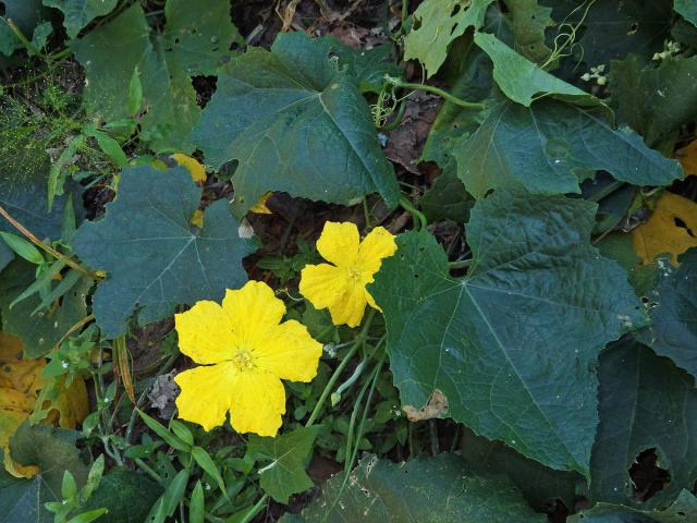 Lufa ostrohranná (Luffa acutangula (L.) Roxb.)