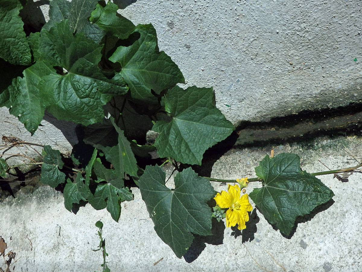 Lufa ostrohranná (Luffa acutangula (L.) Roxb.)