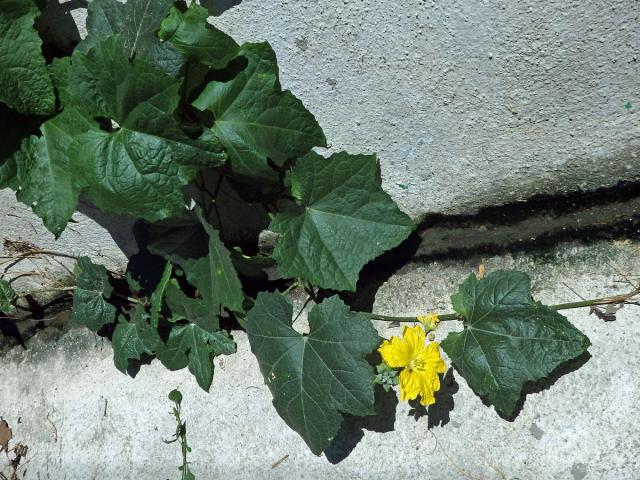 Lufa ostrohranná (Luffa acutangula (L.) Roxb.)