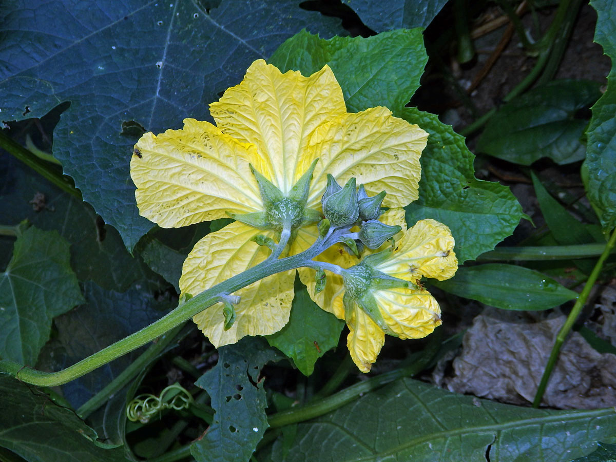 Lufa ostrohranná (Luffa acutangula (L.) Roxb.)