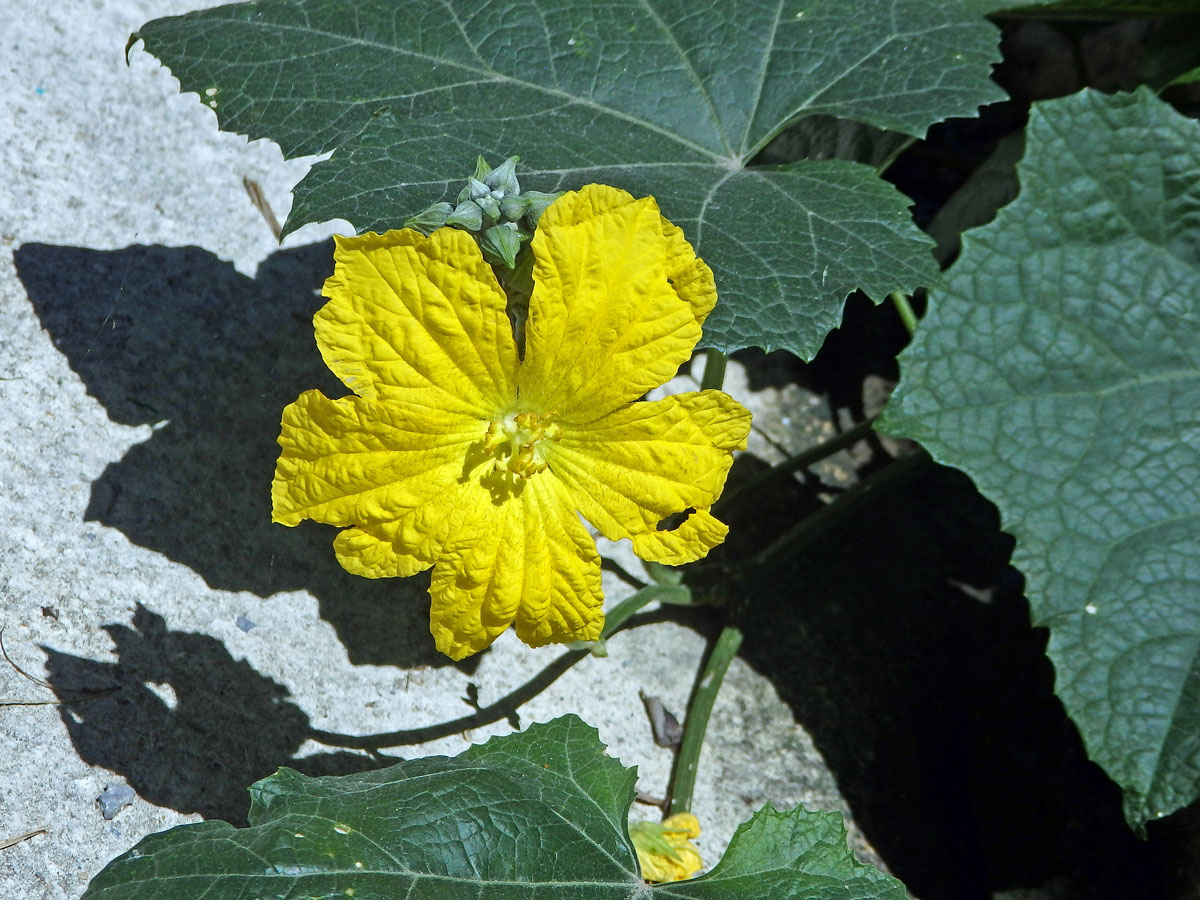 Lufa ostrohranná (Luffa acutangula (L.) Roxb.)