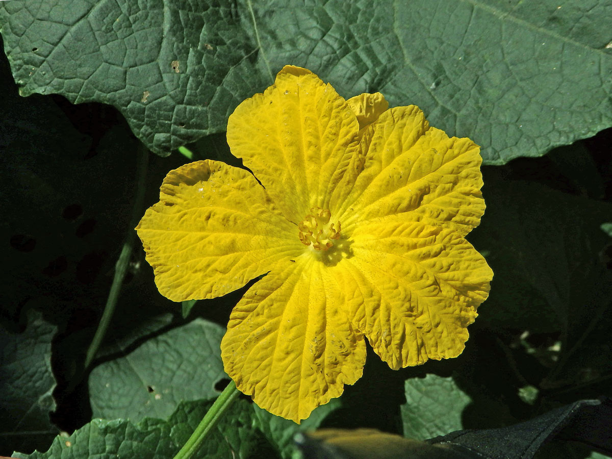 Lufa ostrohranná (Luffa acutangula (L.) Roxb.)