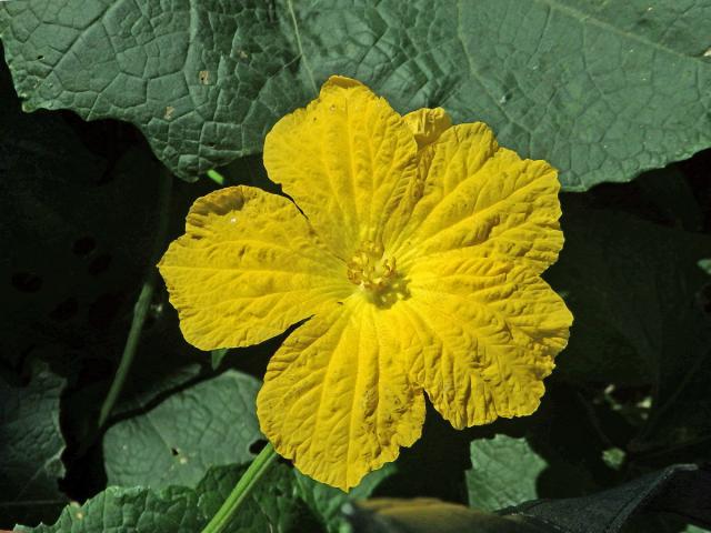 Lufa ostrohranná (Luffa acutangula (L.) Roxb.)