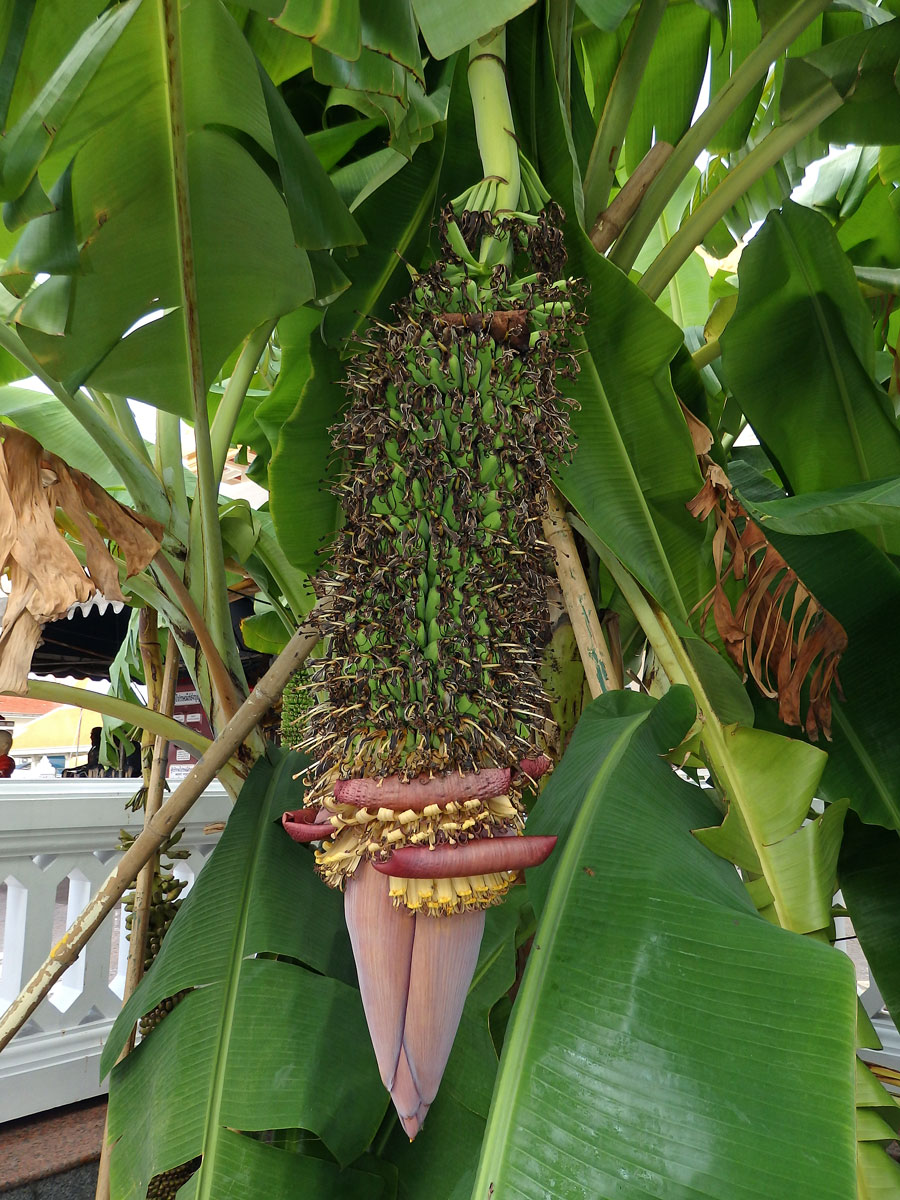 Banánovník (Musa chilocarpa Back.)