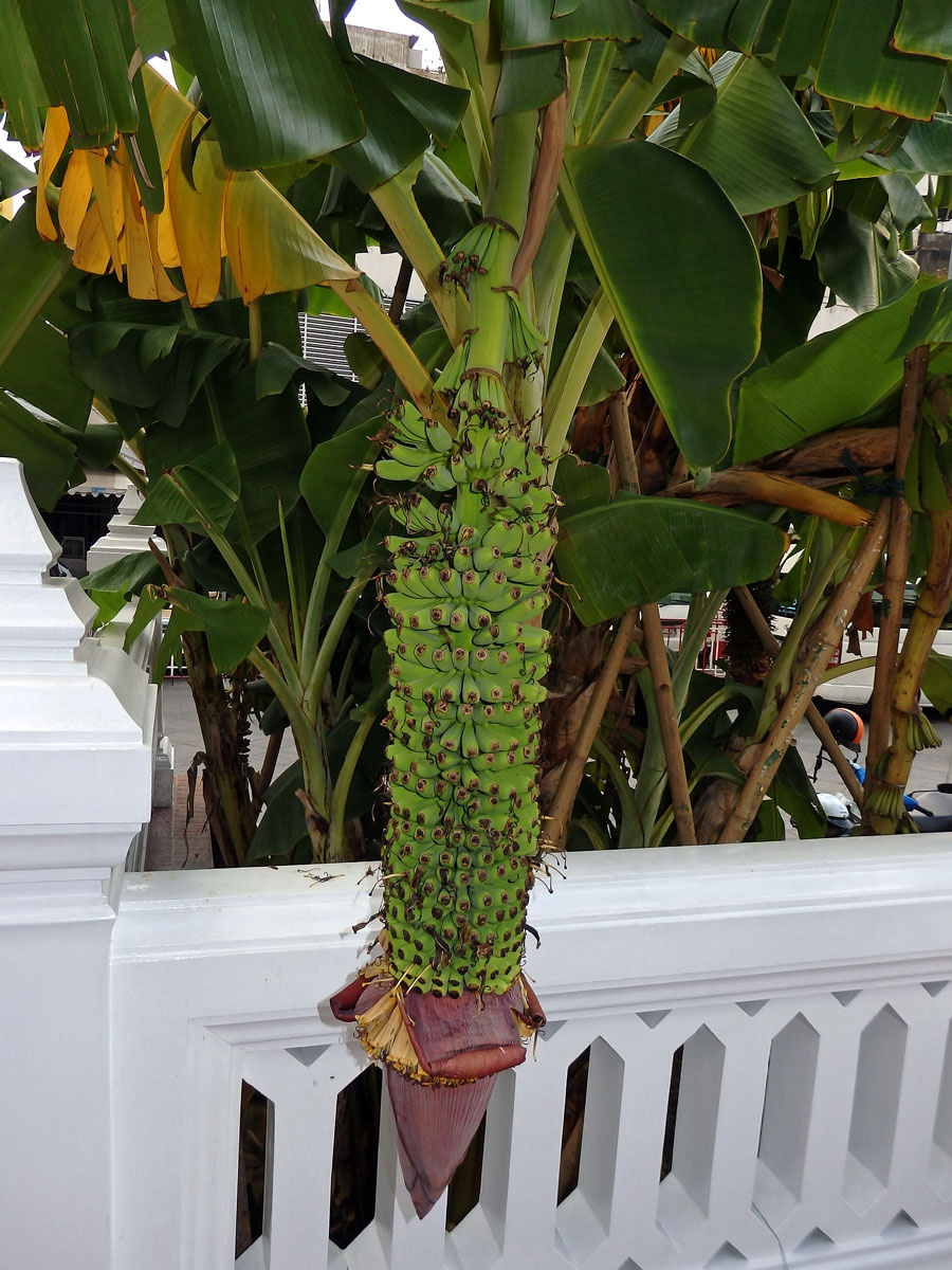 Banánovník (Musa chilocarpa Back.)