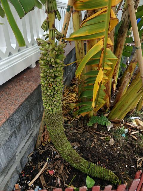 Banánovník (Musa chilocarpa Back.)