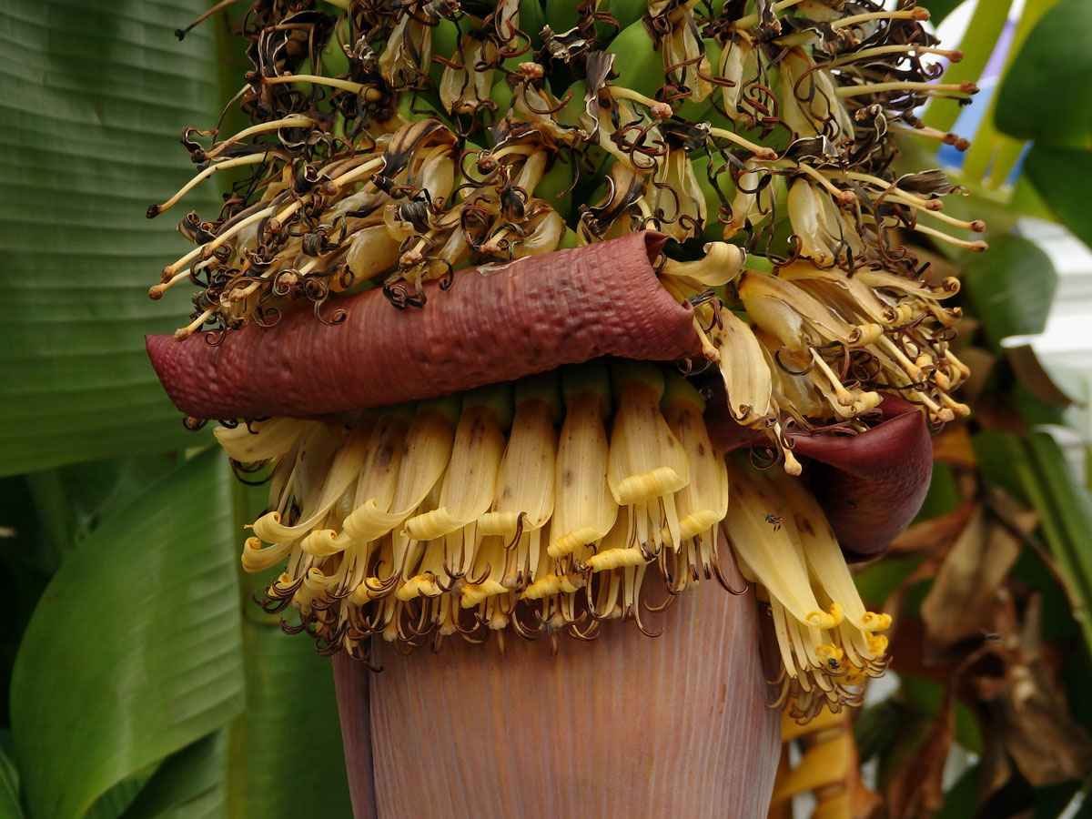 Banánovník (Musa chilocarpa Back.)