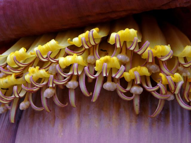 Banánovník (Musa chilocarpa Back.)