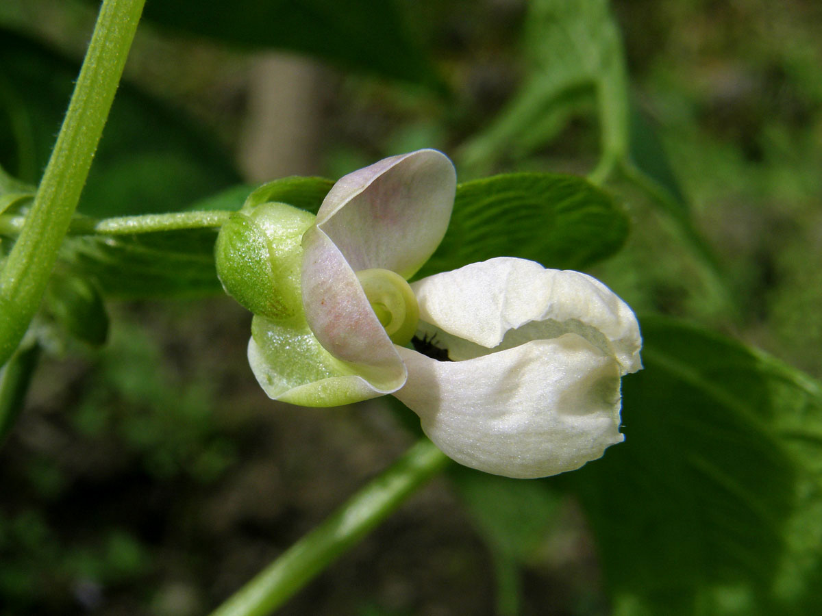 Fazol obecný (Phaseolus vulgaris L.)