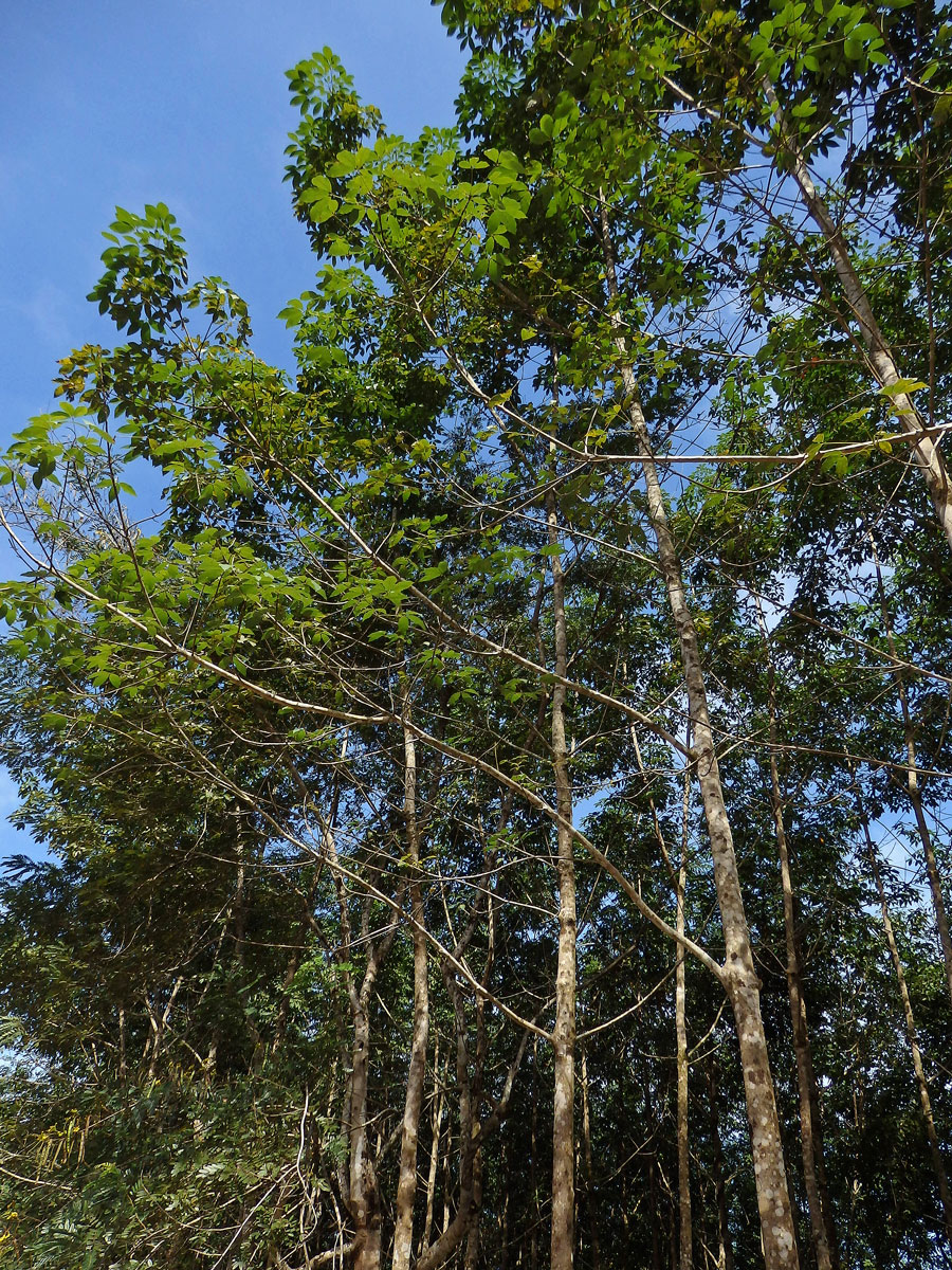 Kaučukovník brazilský (Hevea brasiliensis (Willd. ex Adr. Juss.) Muell. Arg.)