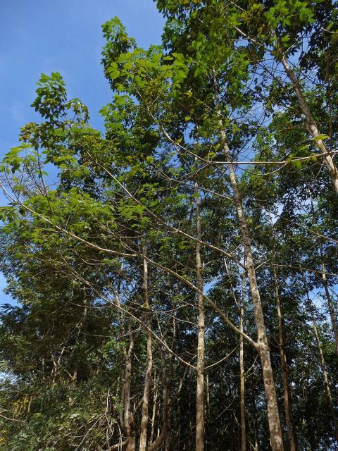 Kaučukovník brazilský (Hevea brasiliensis (Willd. ex Adr. Juss.) Muell. Arg.)