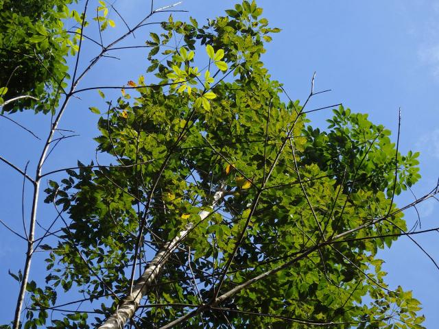 Kaučukovník brazilský (Hevea brasiliensis (Willd. ex Adr. Juss.) Muell. Arg.)