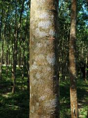 Kaučukovník brazilský (Hevea brasiliensis (Willd. ex Adr. Juss.) Muell. Arg.)