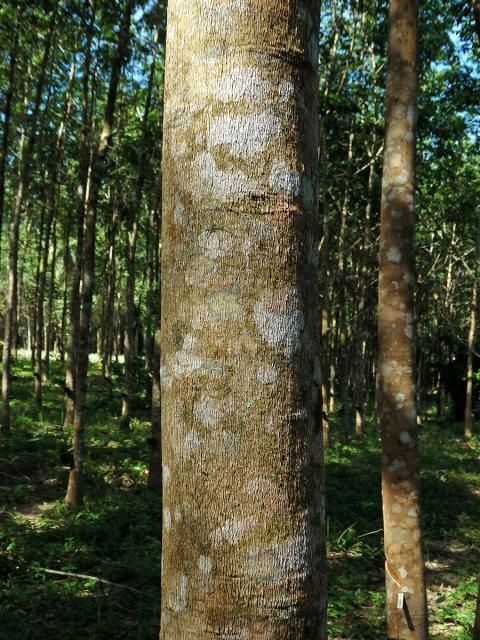 Kaučukovník brazilský (Hevea brasiliensis (Willd. ex Adr. Juss.) Muell. Arg.)