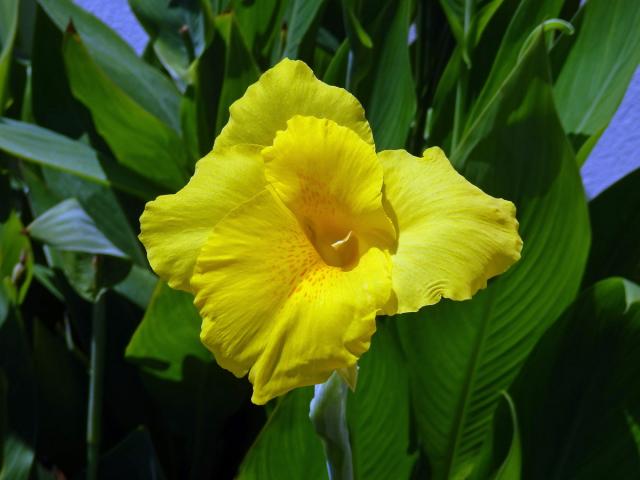 Canna flaccida Salisb.