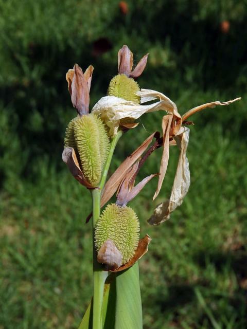 Canna flaccida Salisb.