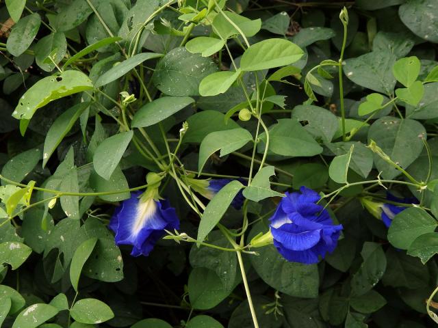 Clitoria ternatea L.