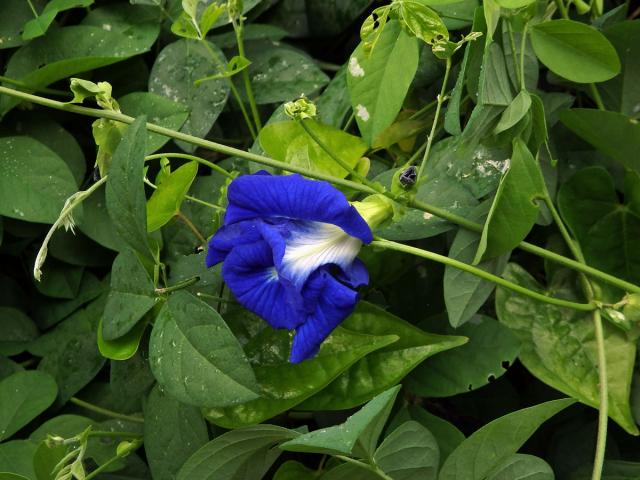 Clitoria ternatea L.