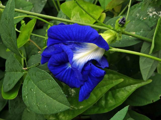 Clitoria ternatea L.