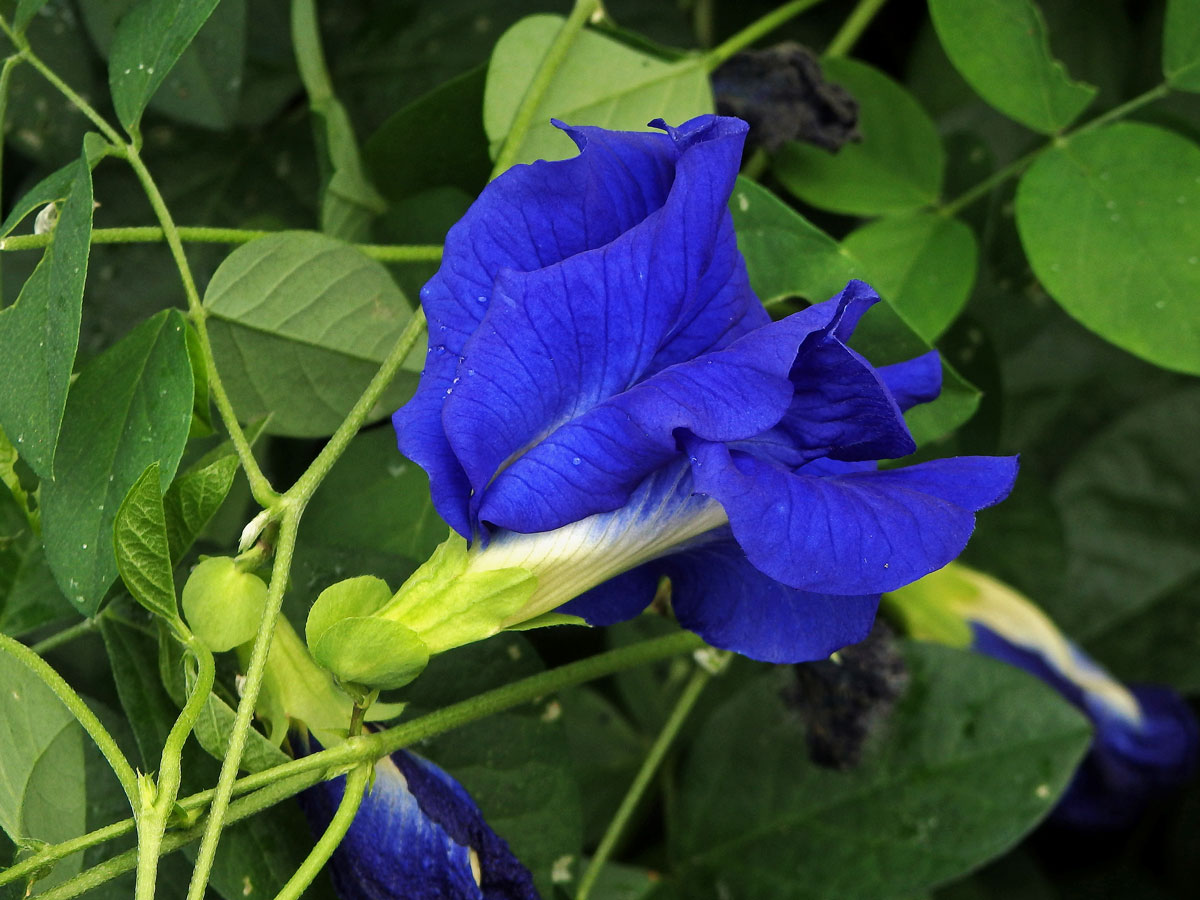 Clitoria ternatea L.