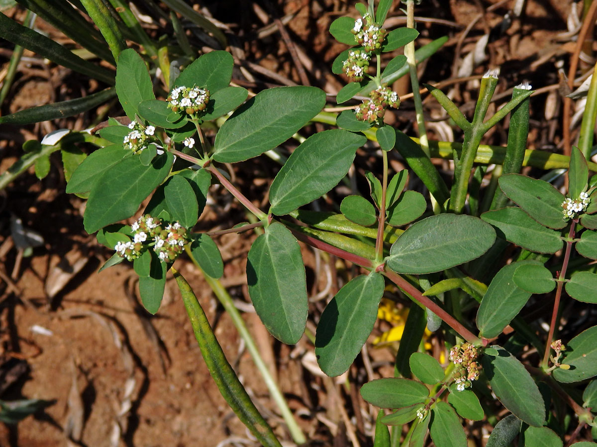 Chamaesyce hyssopifolia (L.) Small