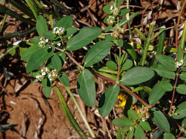 Chamaesyce hyssopifolia (L.) Small