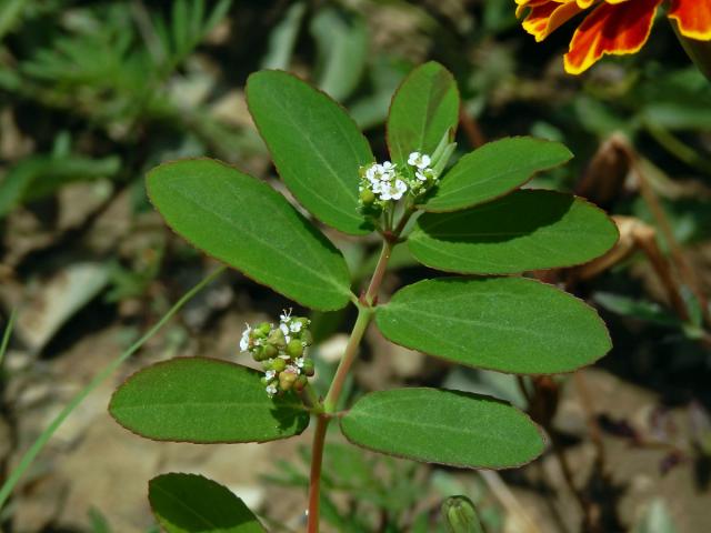 Chamaesyce hyssopifolia (L.) Small