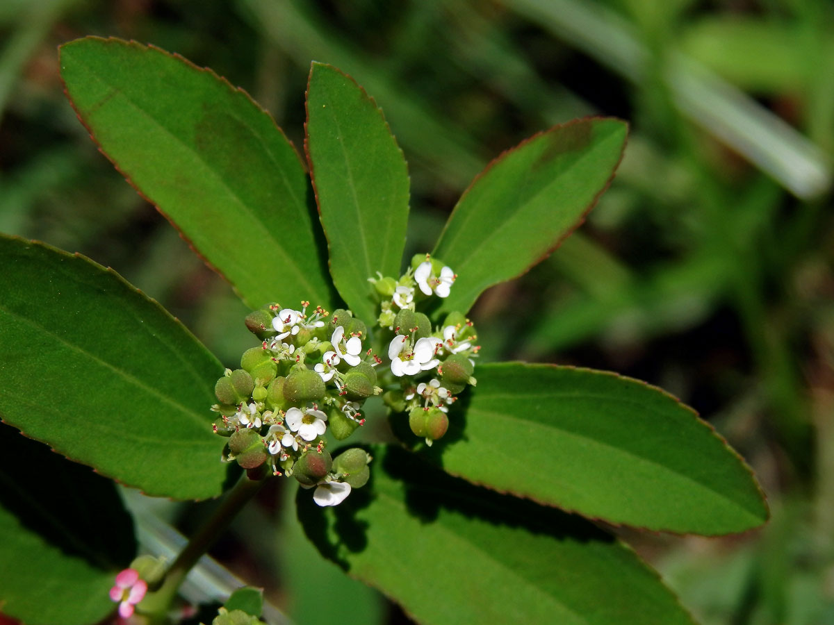 Chamaesyce hyssopifolia (L.) Small