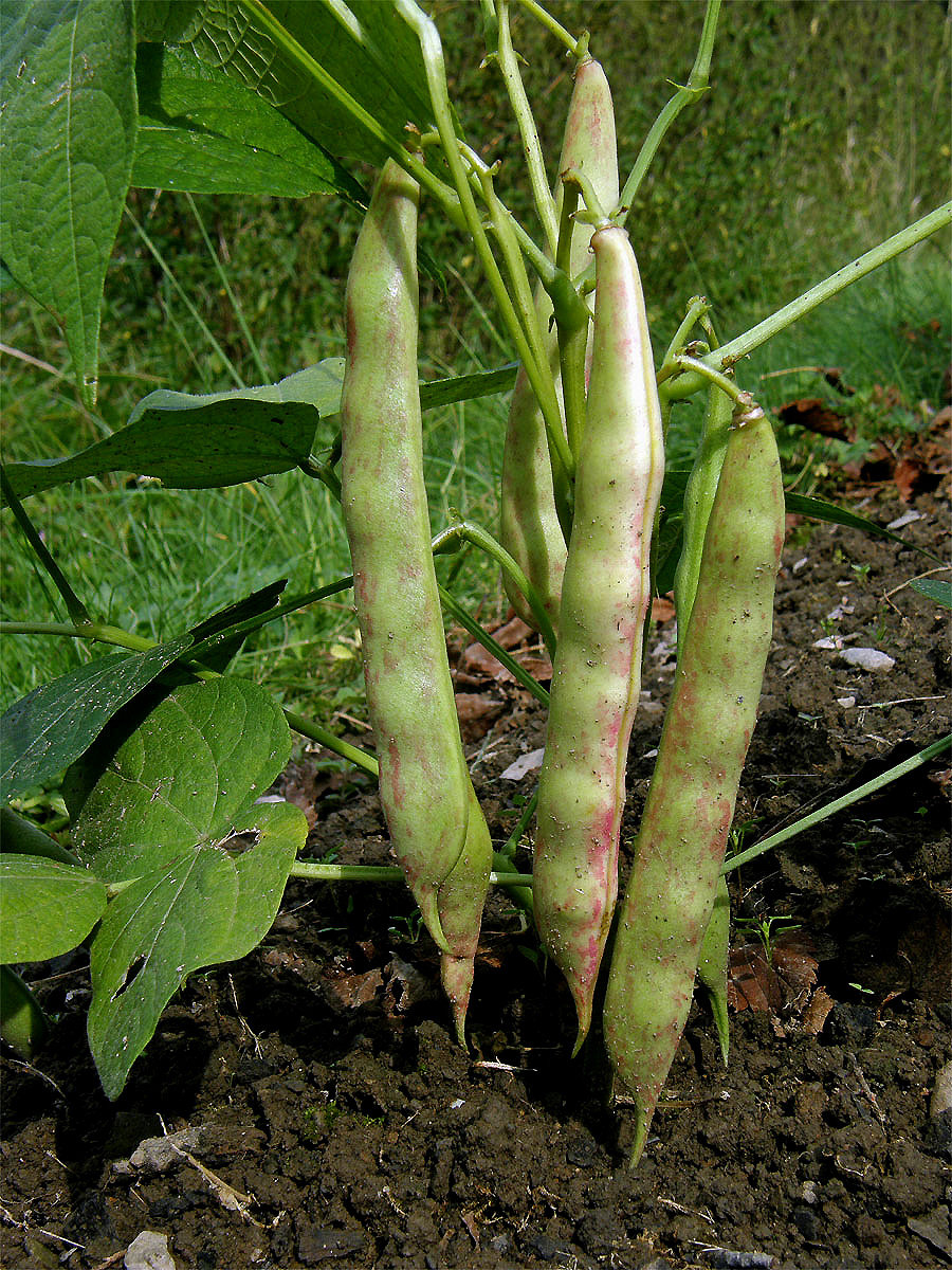 Fazol obecný (Phaseolus vulgaris L.)